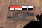 Foto (Detailansicht) von Xylomites pistaciae Ettingshausen (NHMW-GEO-2024-0188-0072)